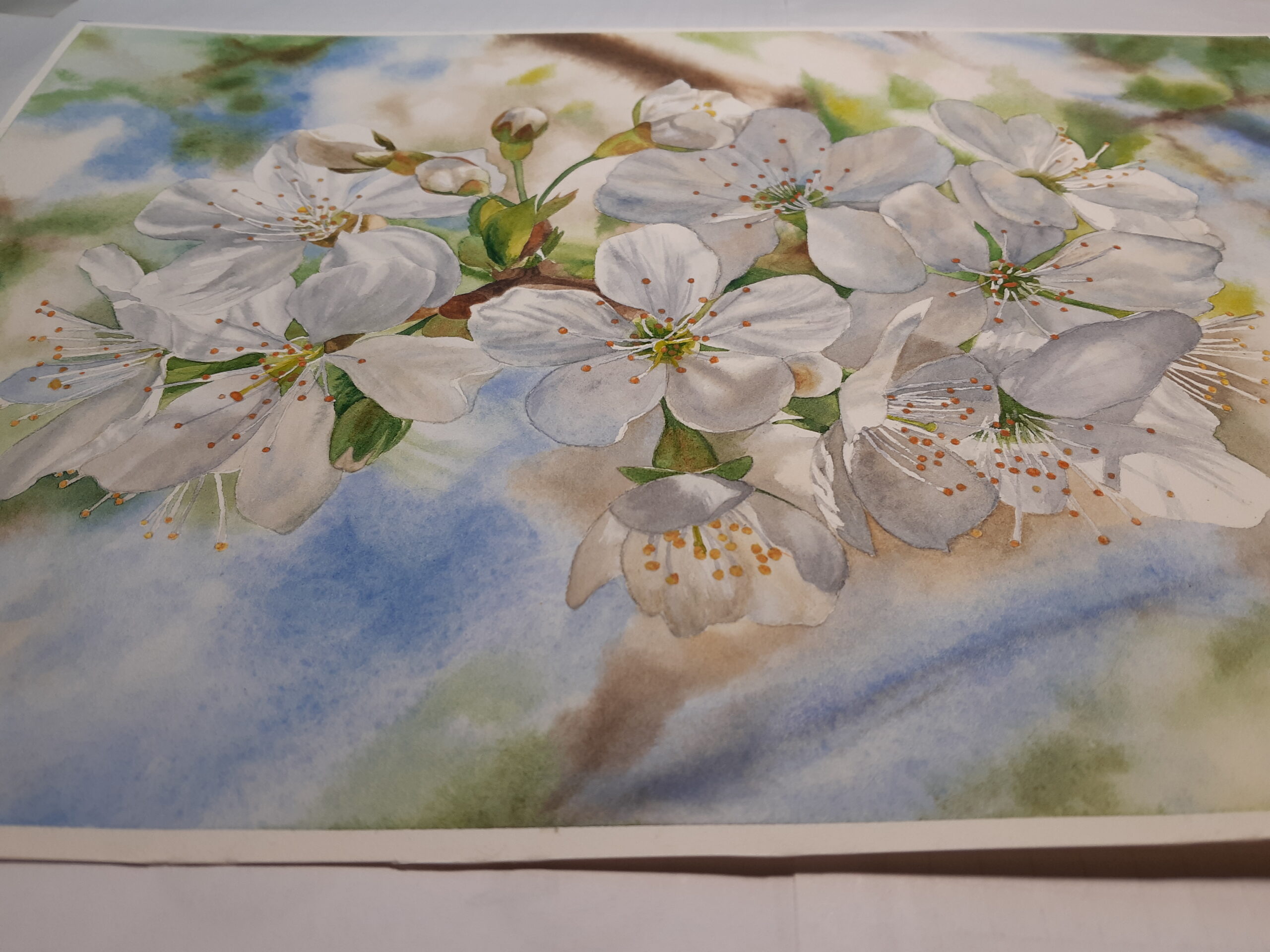 Cherry Blossoms - Image 4