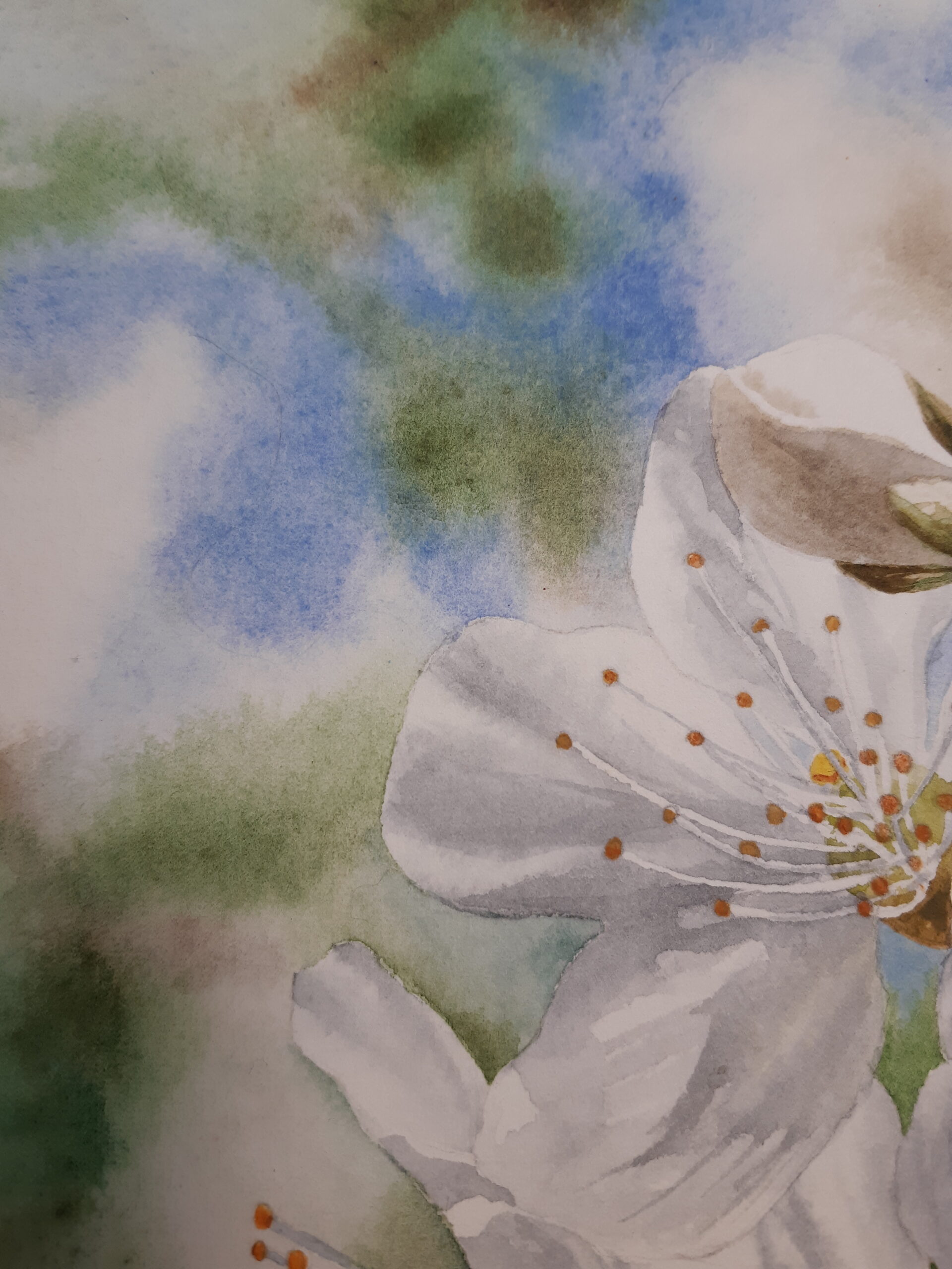 Cherry Blossoms - Image 5