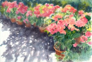 Hortensii în Herăstrău