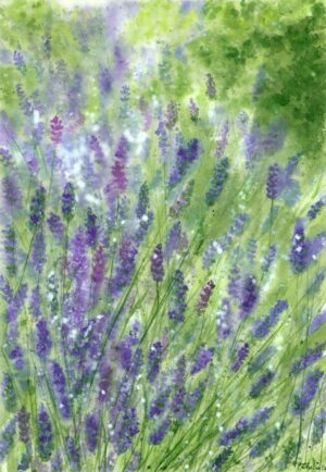 Lavandă în Provence